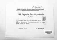 Septoria geranii-pratensis image